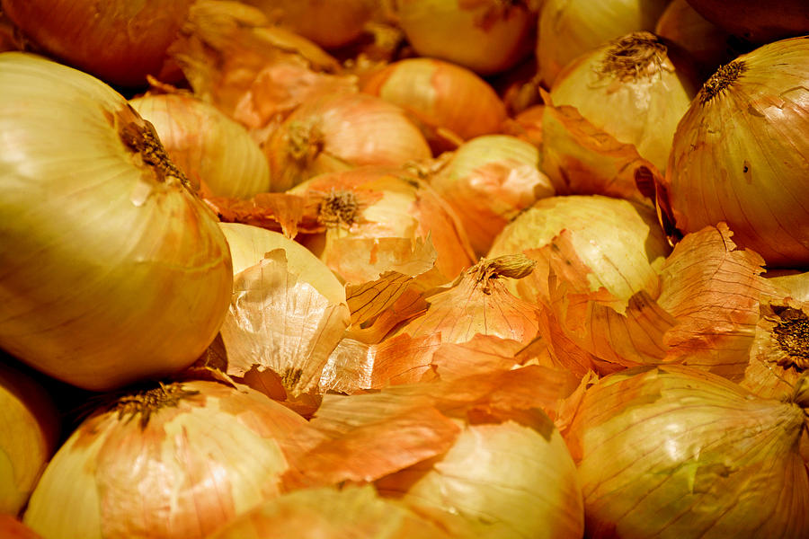 Vegetable Photograph - Yellow Onions by Robert Meyers-Lussier
