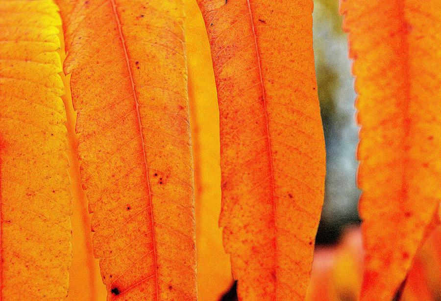 Yellow Orange And Pink Sumac Leaves In The Fall Two  Digital Art by Lyle Crump