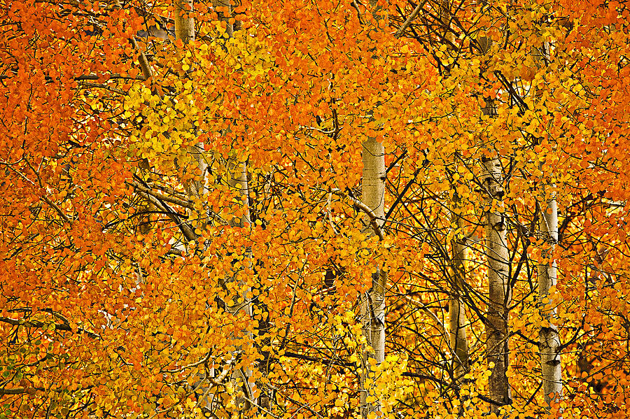Fall Photograph - yellow orange and red aspen leaves Wenatchee NF WA USA by Ed Book