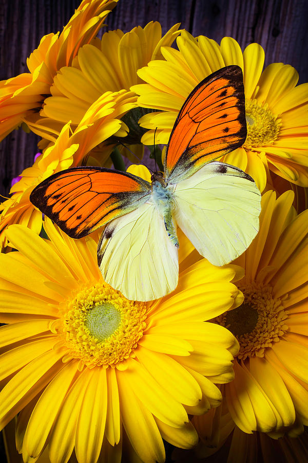 Yellow Orange Butterfly Two Photograph by Garry Gay | Fine Art America