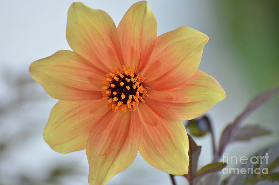 Yellow Orange Dahlia Perfection Photograph by Debby Pueschel