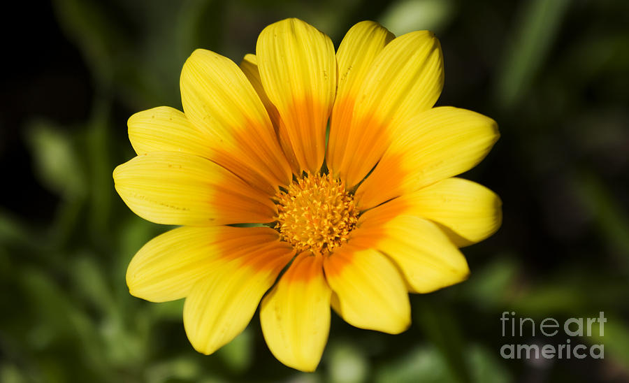 Yellow Orange Gazania Flower Photograph by Jorgo Photography