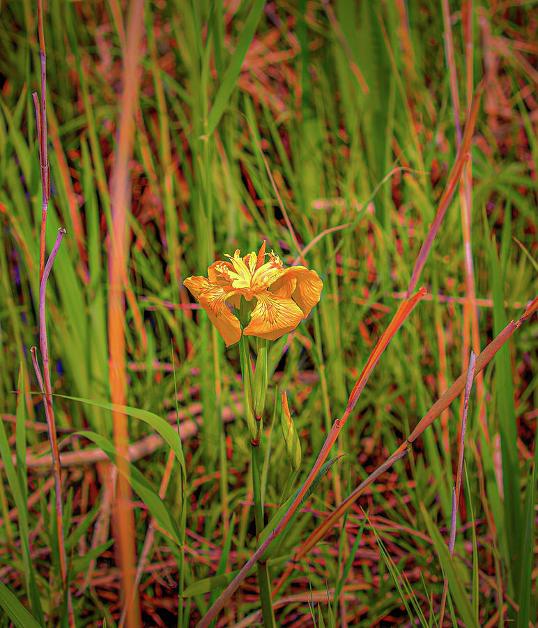 Yellow orange Iris #g4 Photograph by Leif Sohlman