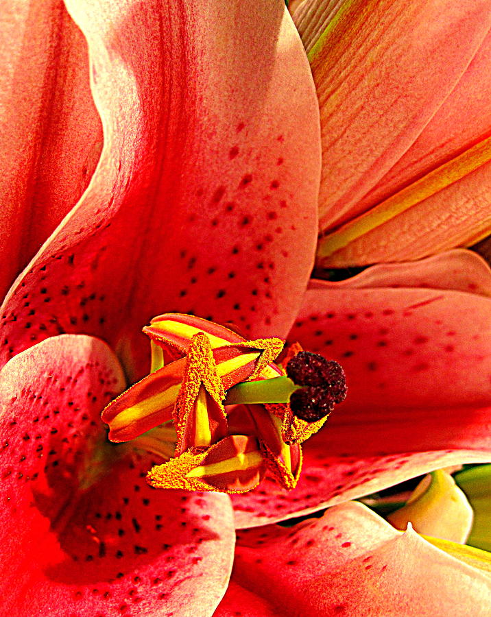 Flower Photograph - Yellow Orange Lily by Bonita Brandt