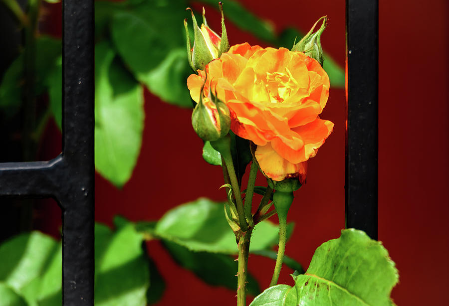 Yellow - Orange Rose Photograph by Debra Martz