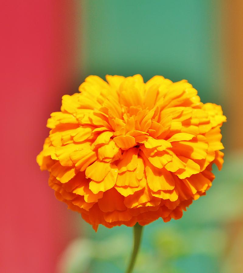 Yellow Orange Zinna Photograph by Cynthia Guinn