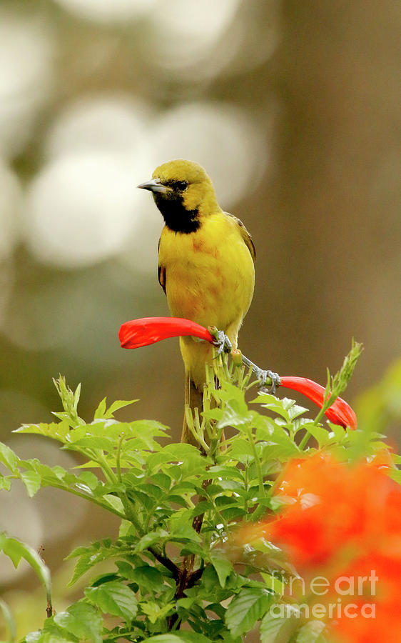 Yellow Orchard Oriole Bird Photograph by Luana K Perez