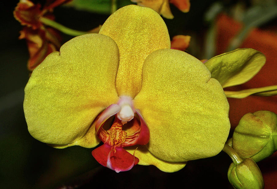 Yellow Orchid 021 Photograph by George Bostian