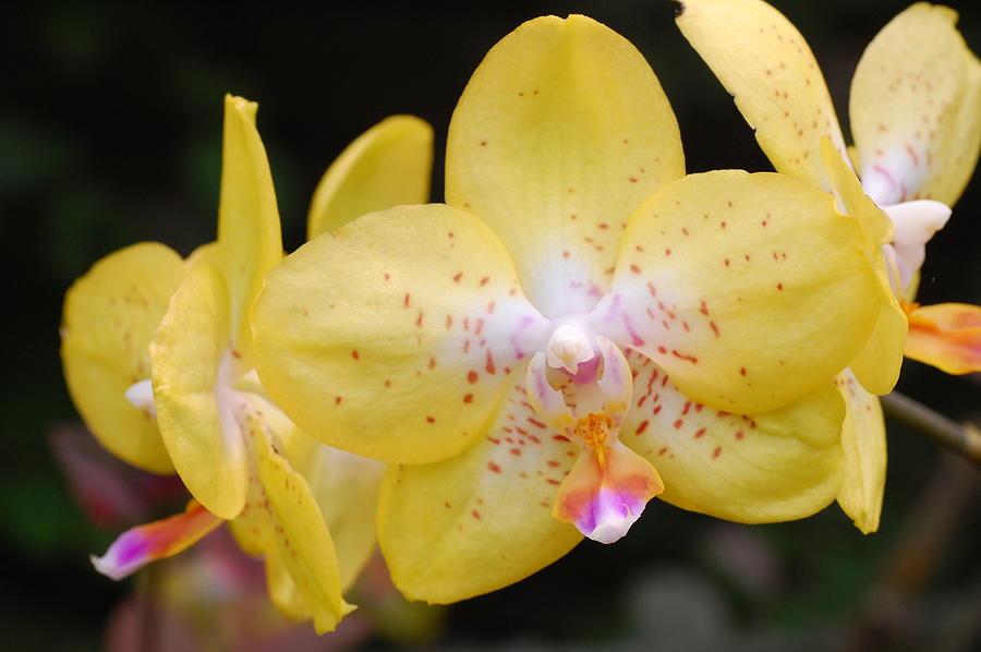 Yellow Orchid 2 Photograph by Amy Fose