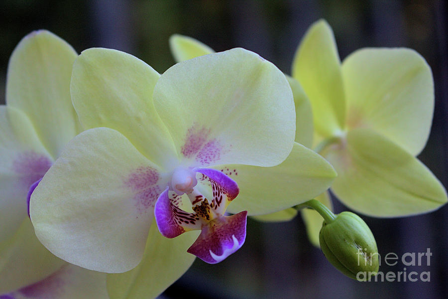 Yellow Orchid 5 Photograph