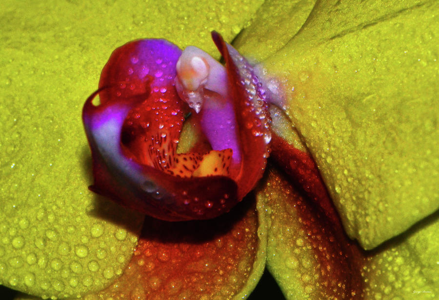 Yellow Orchid And Dewdrops 010 Photograph by George Bostian