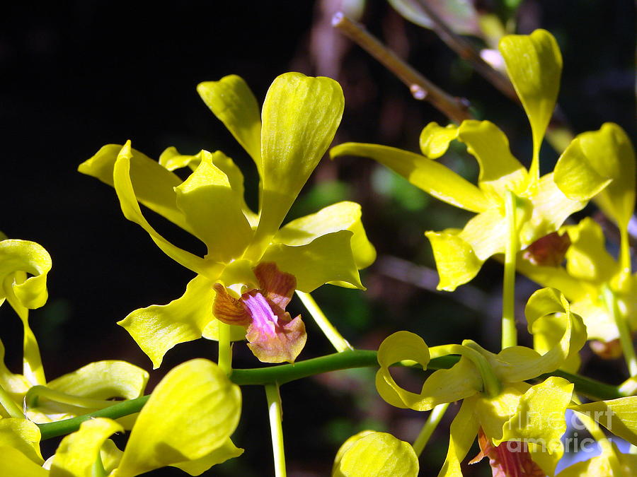 Orchid Photograph - Yellow Orchid by Anissia Hedrick