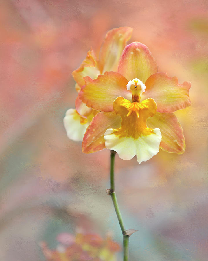Yellow Orchid Photograph by Ann Bridges