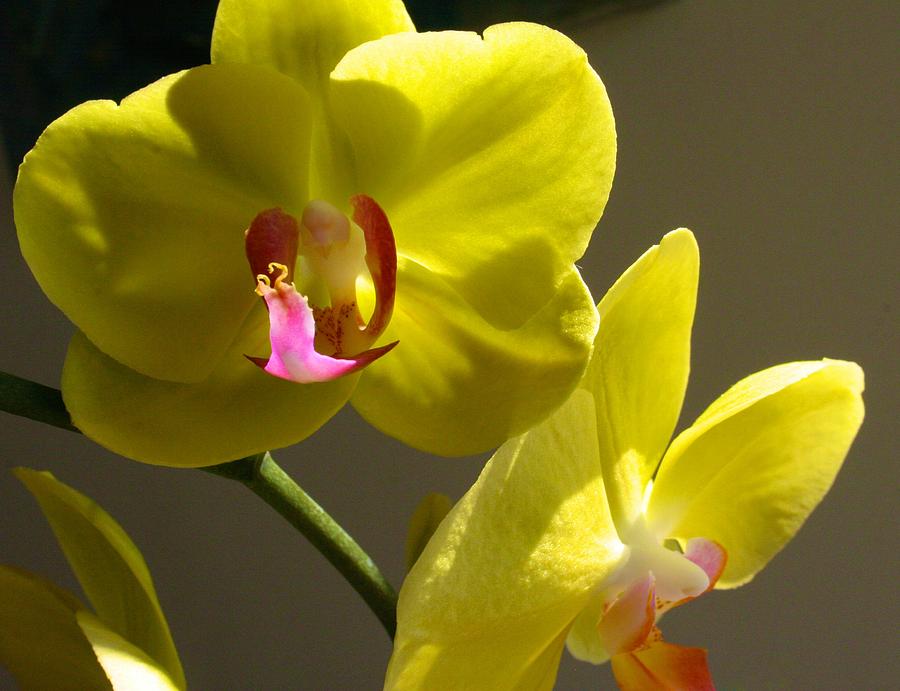 Yellow Orchid for Jane Photograph by Polly Castor