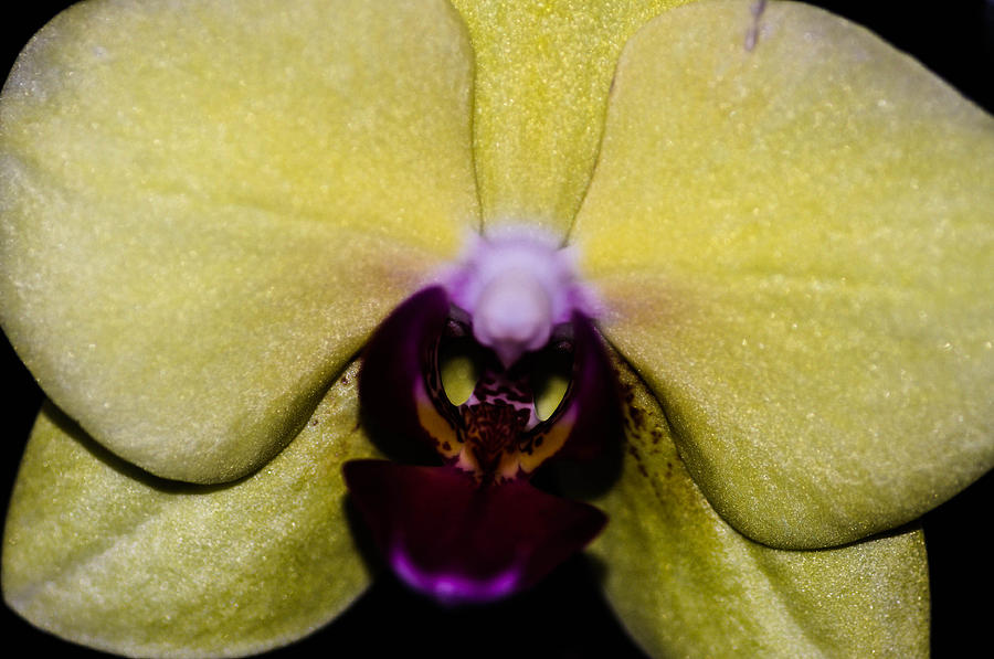 Yellow orchid  Photograph by Gerald Kloss