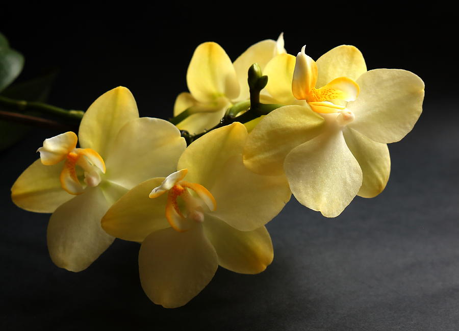 Yellow Orchid Photograph by Jeff Townsend
