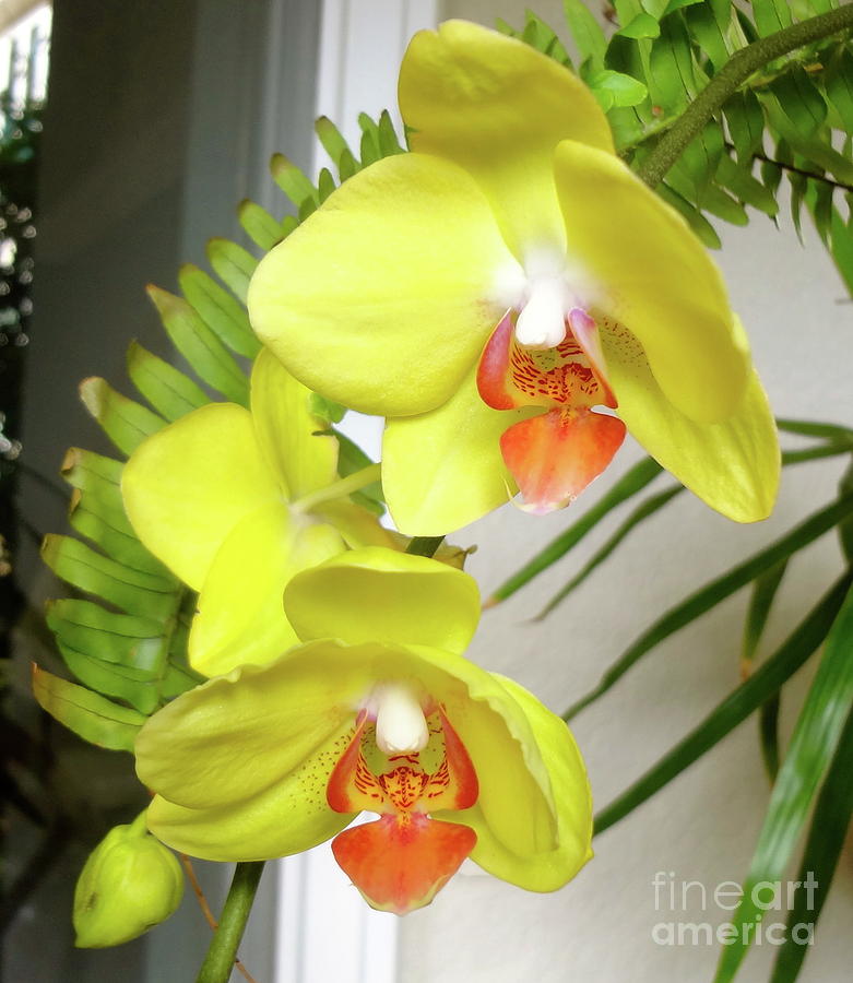 Yellow Orchid Painting by Jenny Lee