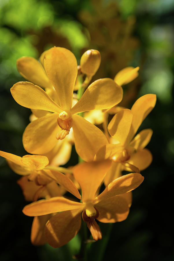 Yellow orchid Photograph by Jocelyn Kahawai