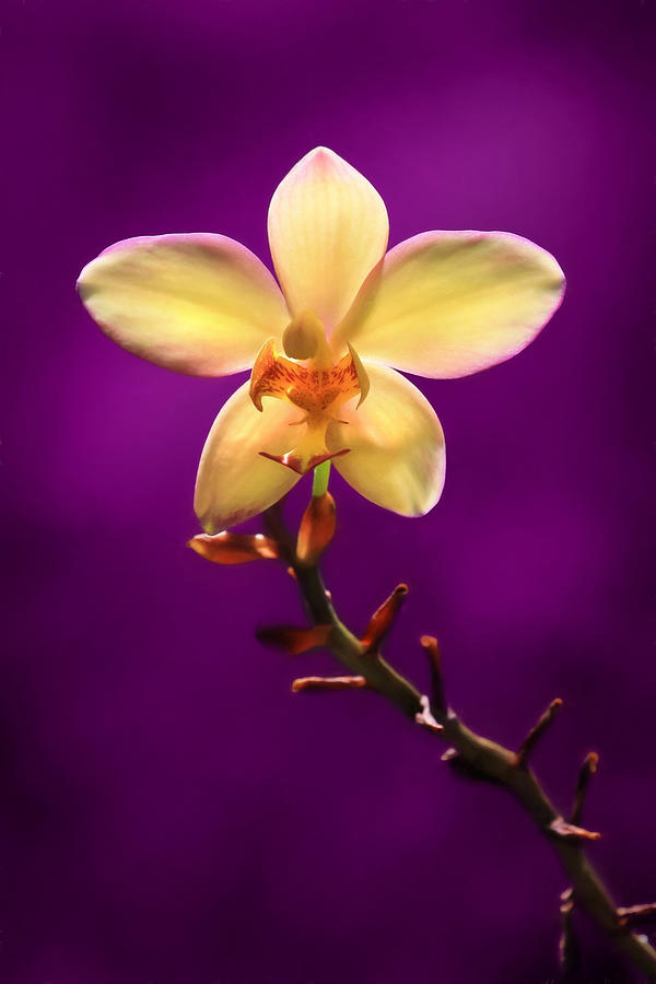 Yellow Orchid Photograph by Lori Deiter