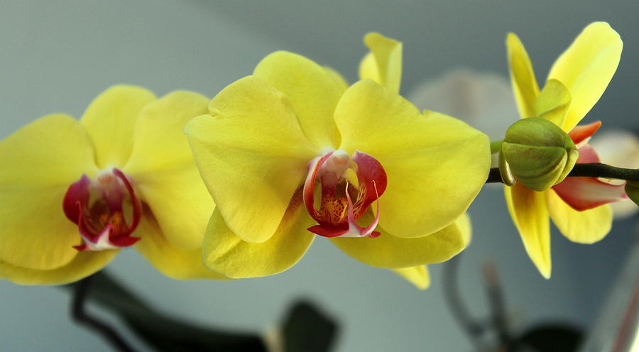 Yellow Orchid Photograph by M Diane Bonaparte