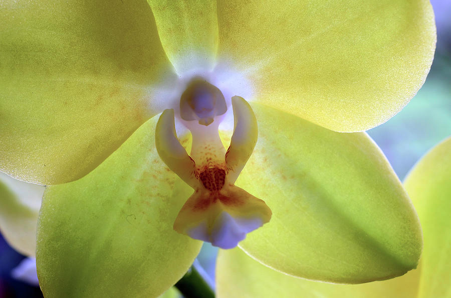 Yellow Orchid Macro Photograph by Laura Mountainspring