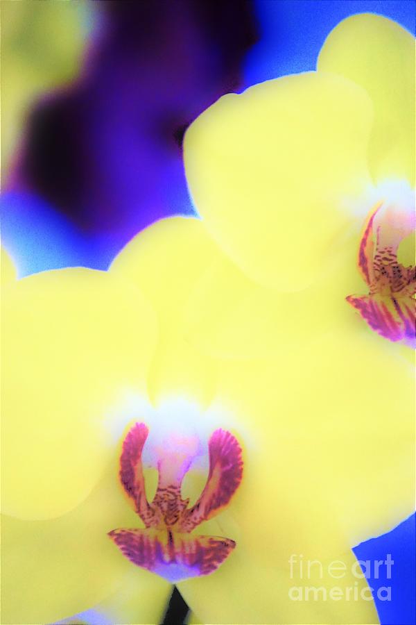 Yellow Orchid Photograph by Merle Grenz
