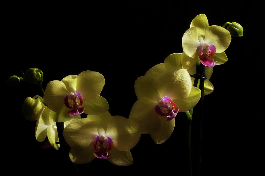 Yellow Orchid Photograph by Mike Eingle