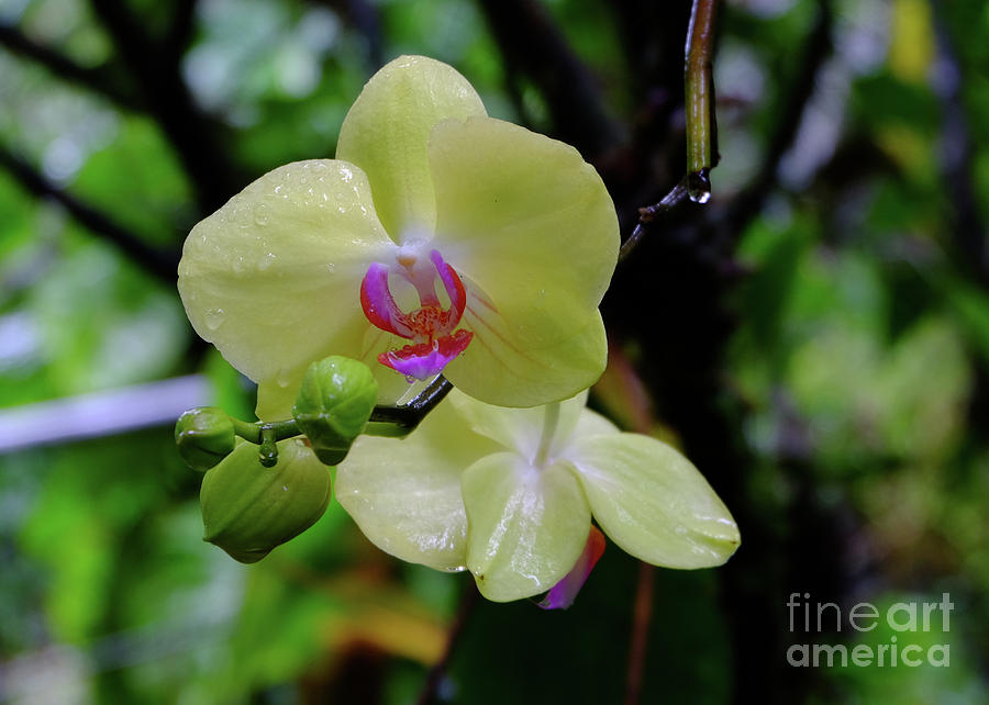 Yellow Orchid Photograph by Mini Arora