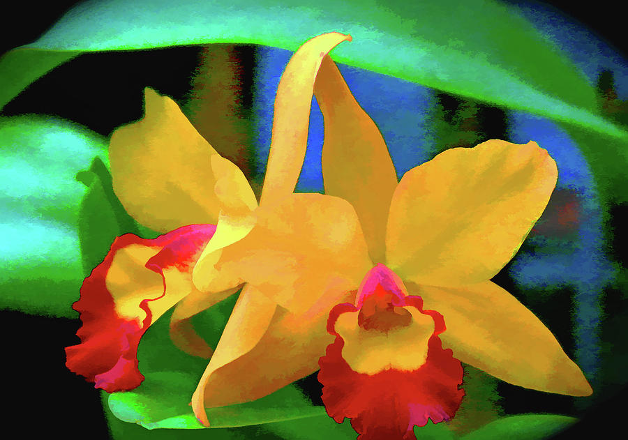Yellow Orchid Photograph by Rochelle Berman