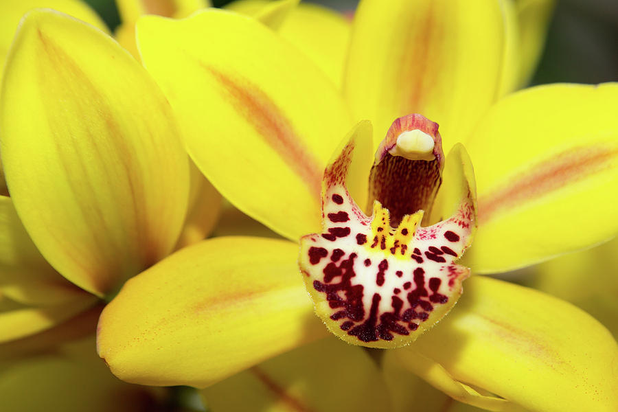 Yellow Orchid Photograph by SR Green
