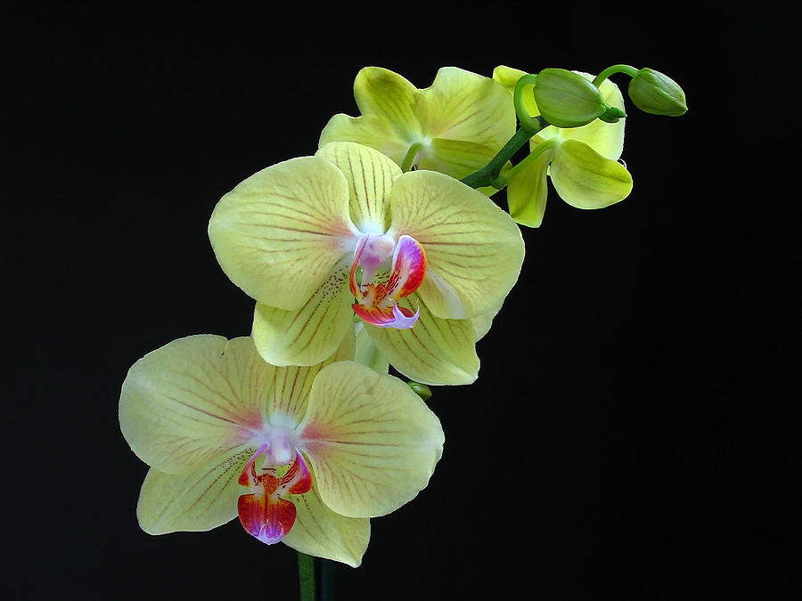 Yellow Orchidee Photograph by Juergen Roth