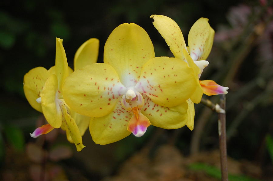 Yellow Orchids 1 Photograph by Amy Fose
