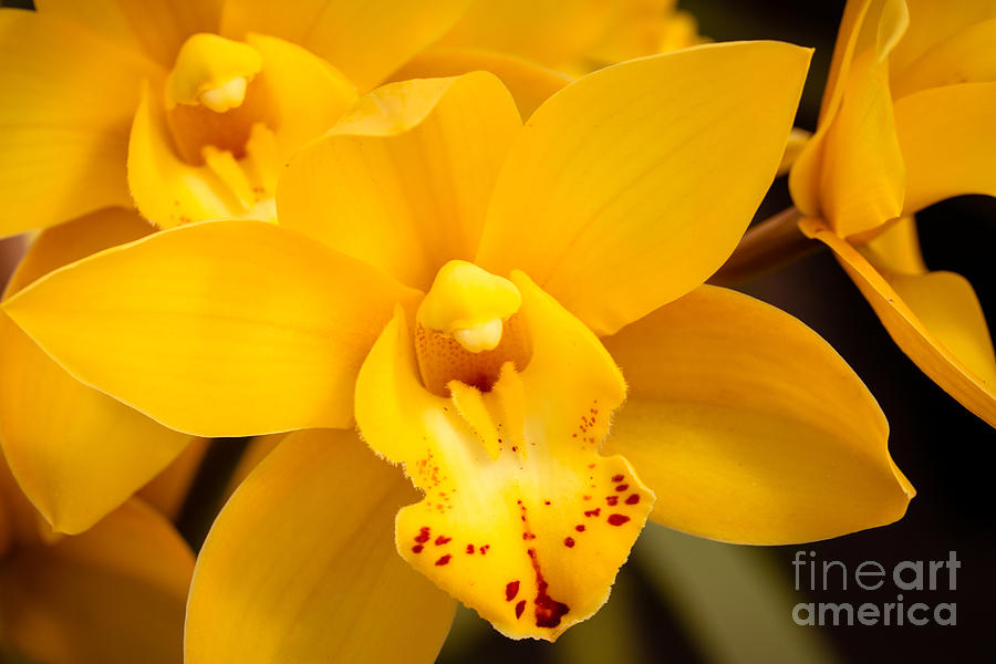 Yellow Orchids Photograph by Ana V Ramirez