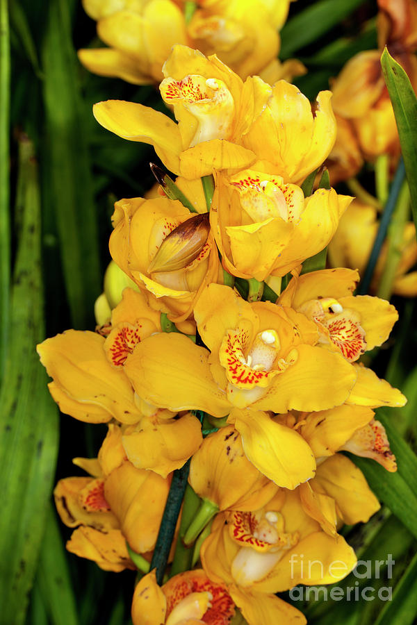 Yellow Orchids Photograph by Anthony Totah