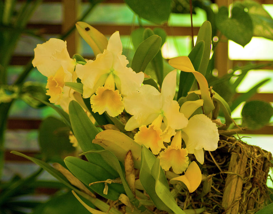 Yellow Orchids Photograph by Bill Barber