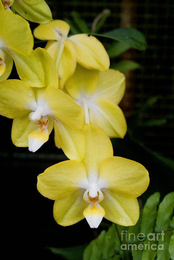 Yellow orchids Photograph by Cindy Garber Iverson