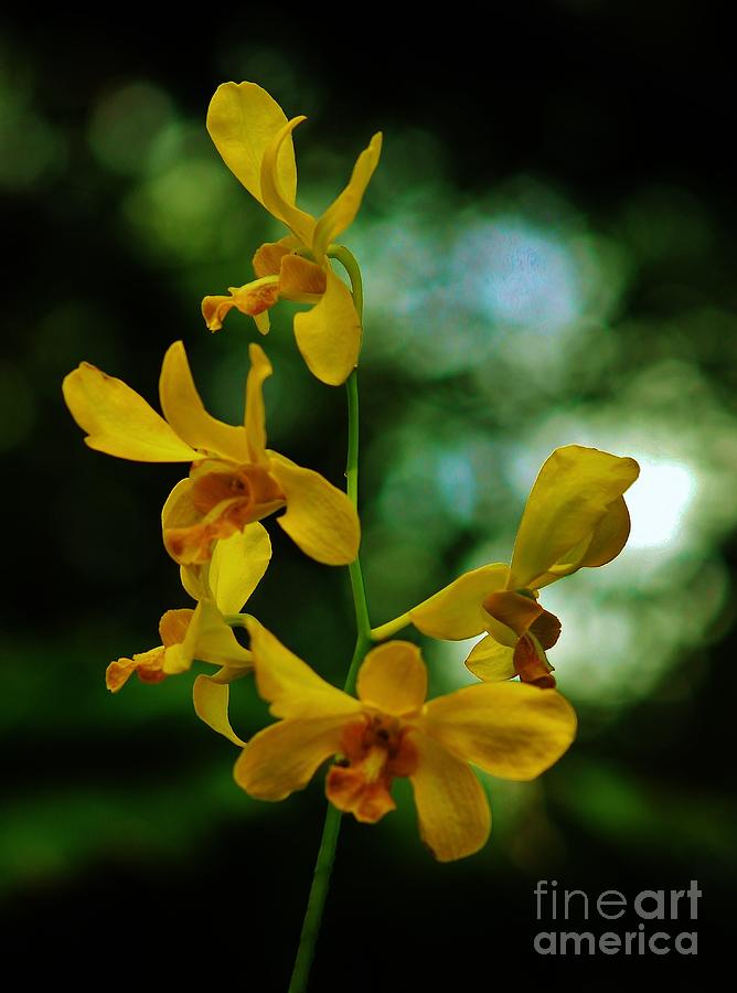 Yellow Orchids Photograph by Craig Wood