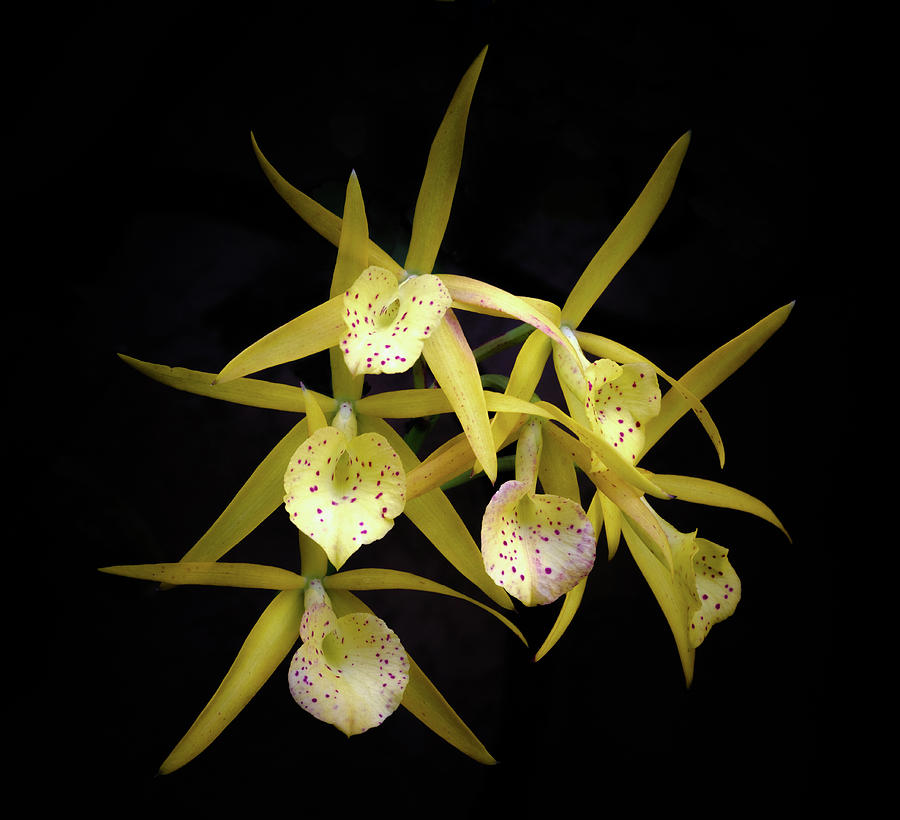 Glowing Orchids Photograph by Georgette Grossman