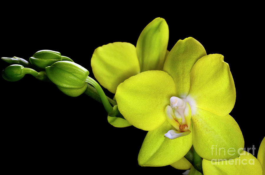 Yellow Orchids II Photograph by Laura Mountainspring
