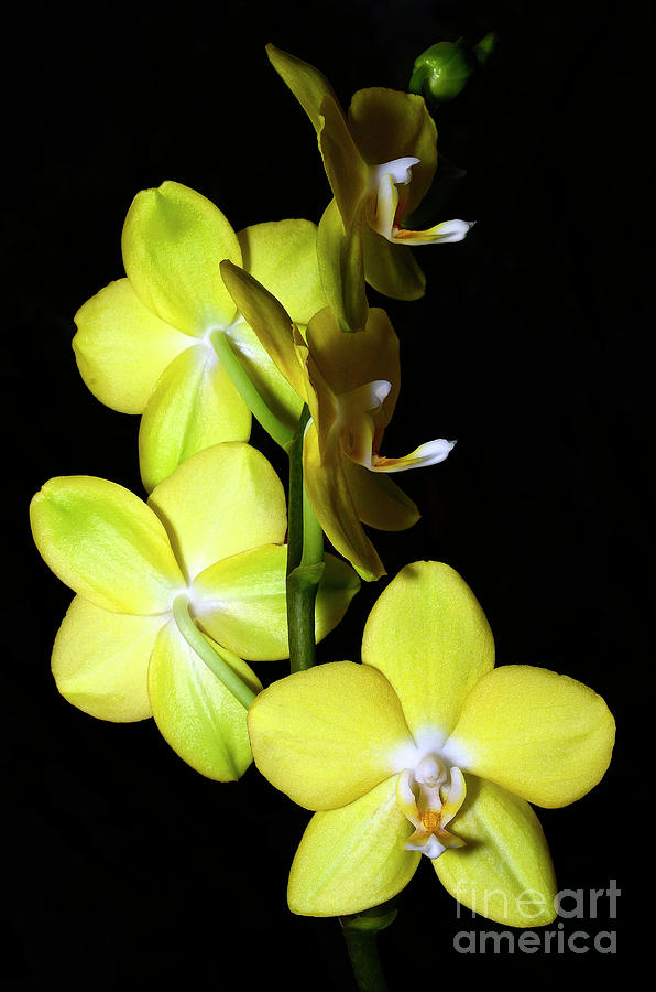 Yellow Orchids Photograph by Laura Mountainspring