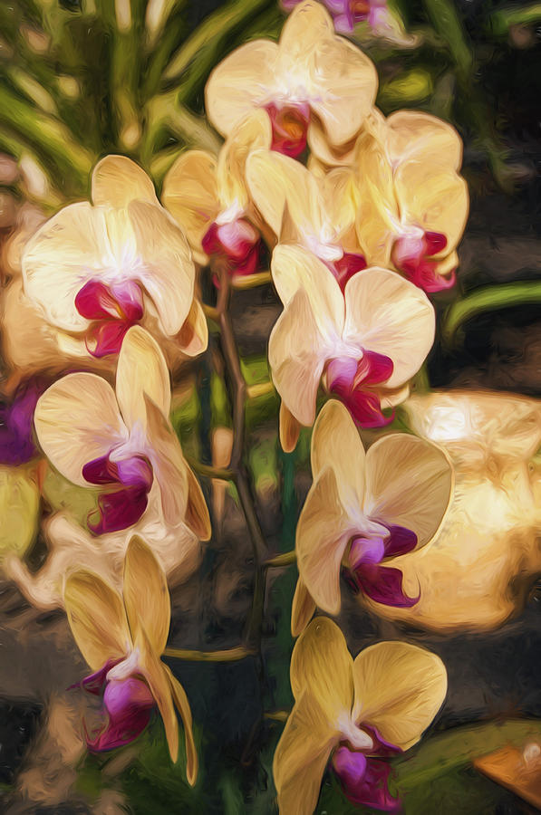 Yellow Orchids Photograph by Mick Burkey