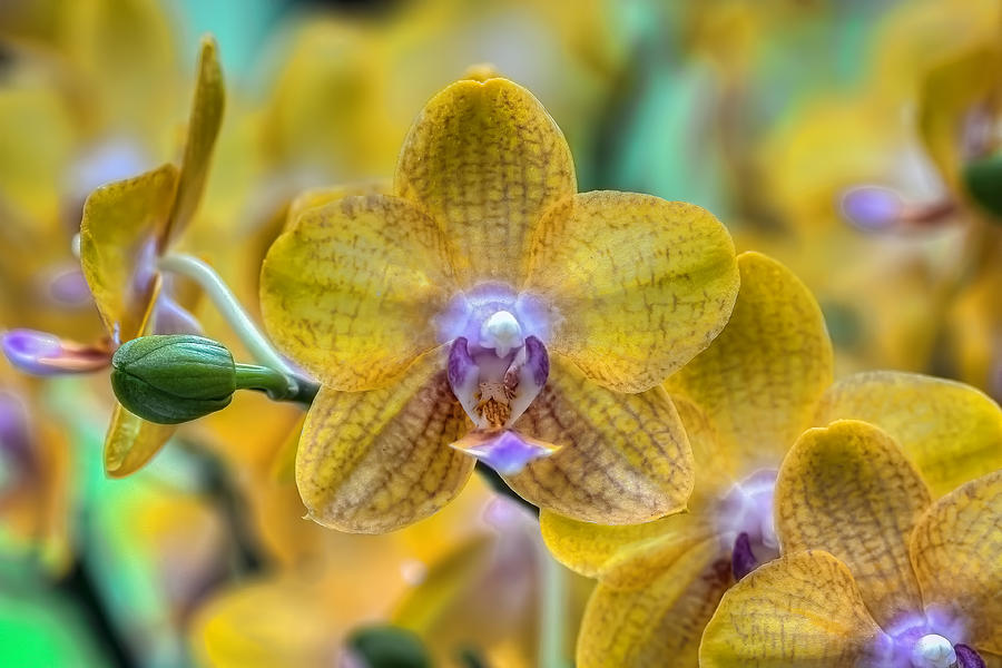 Yellow Orchids Photograph by Nadia Sanowar