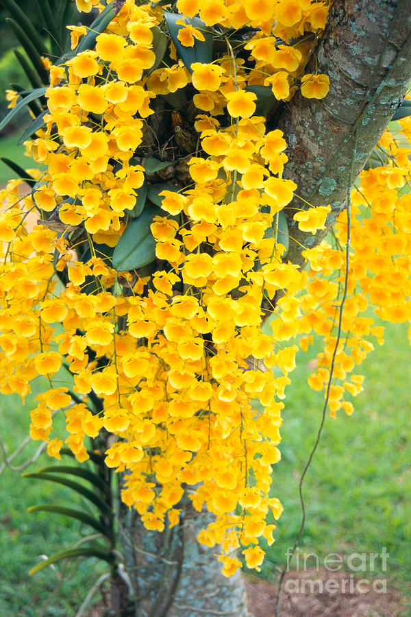 Yellow Orchids Photograph by Rita Ariyoshi - Printscapes