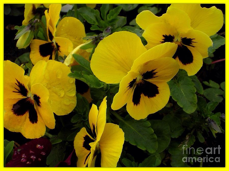 Yellow Pansies Photograph by Joan-Violet Stretch