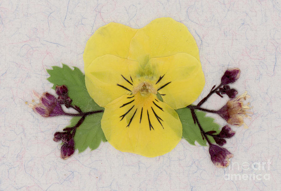 Yellow Pansy and Coral Bells Pressed Flowers by Em Witherspoon Yellow Pansy and Coral Bells Pressed Flowers by Em Witherspoon