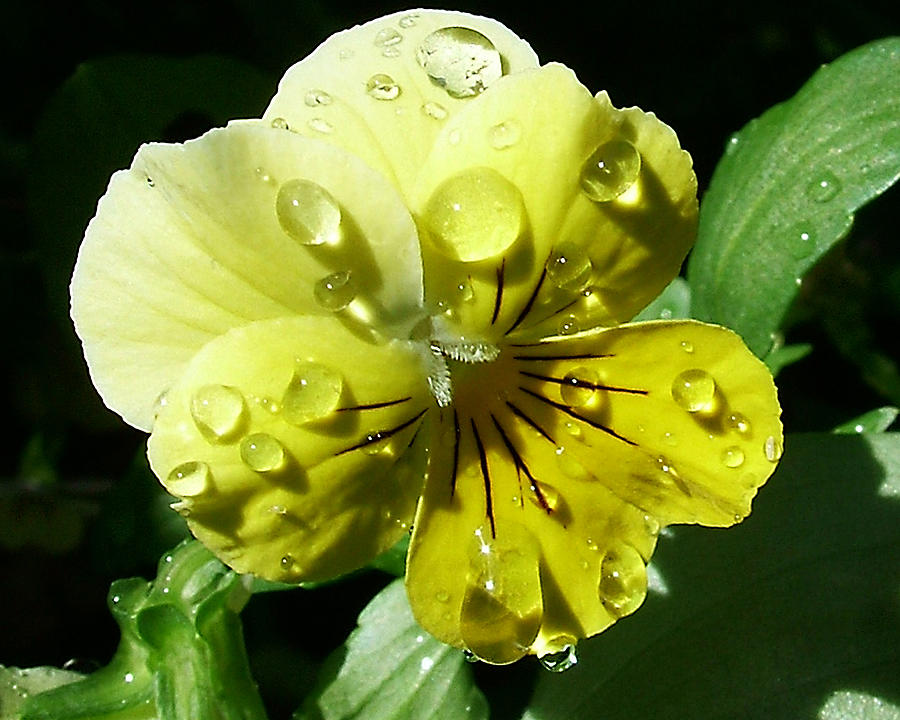 Yellow Pansy Photograph by Anthony Jones
