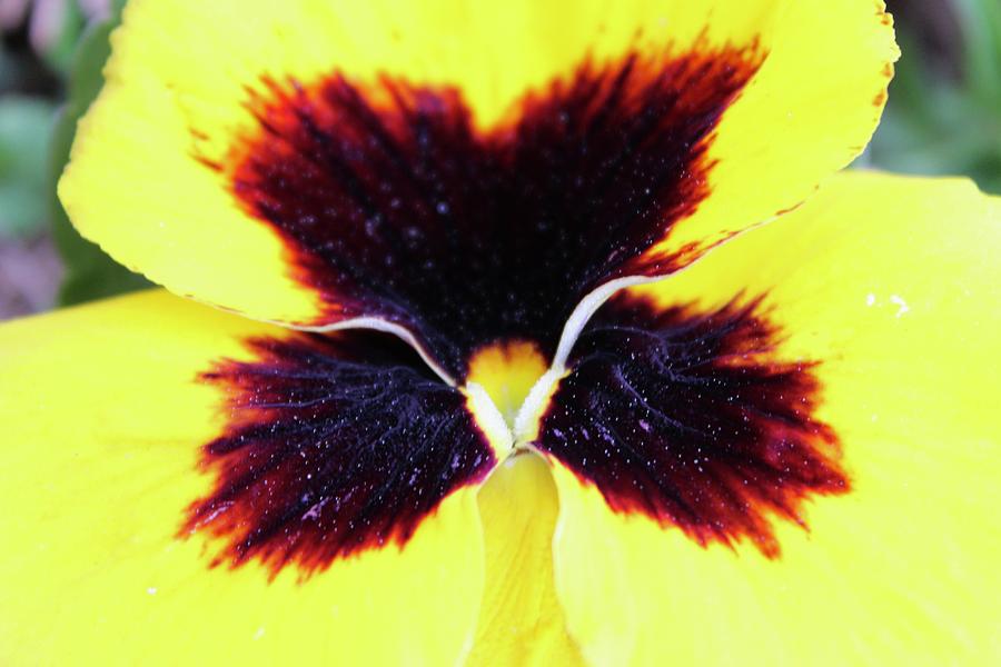 Yellow Pansy Smile Photograph by M E