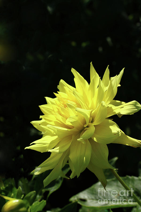 Yellow Passion Photograph by Christiane Schulze Art And Photography