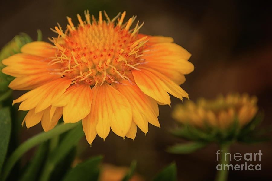 Flower Photograph - Yellow Passion by Gaby Swanson Flower Photograph - Yellow Passion by Gaby Swanson