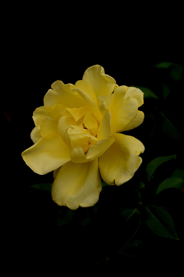 Yellow Passion Rose Photograph